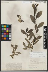 Foto von Salix myrsinites L. x Salix nigricans Sm.